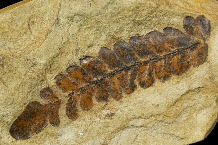 Pennsylvanian Fossil Fern (Odontopteris) - Kansas #115081